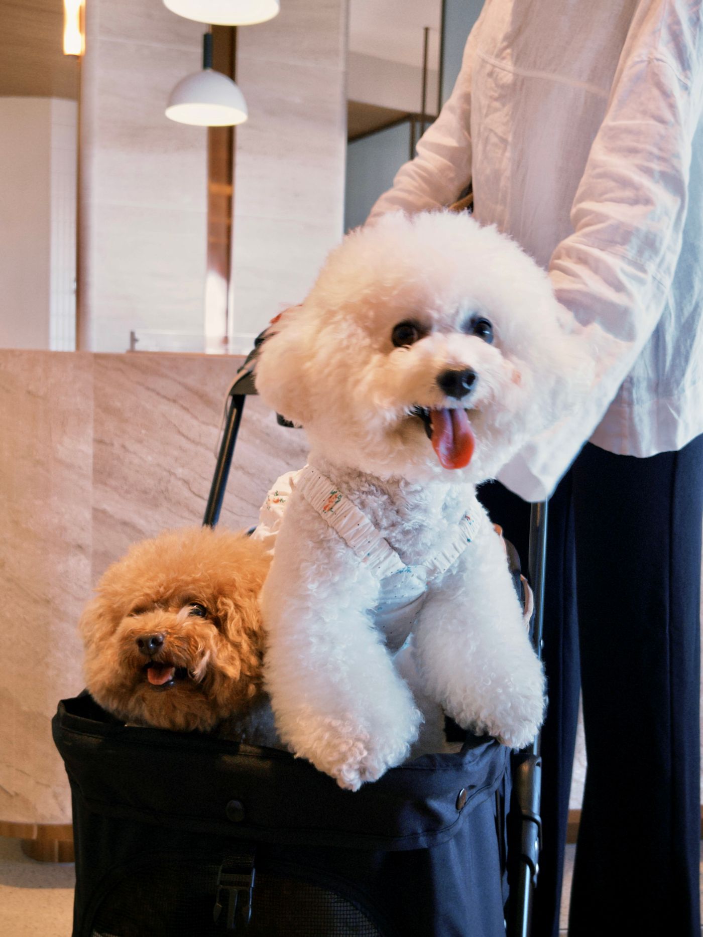 Dois cães de pequeno porte em carrinho de transporte — passeio urbano com conforto e segurança.
