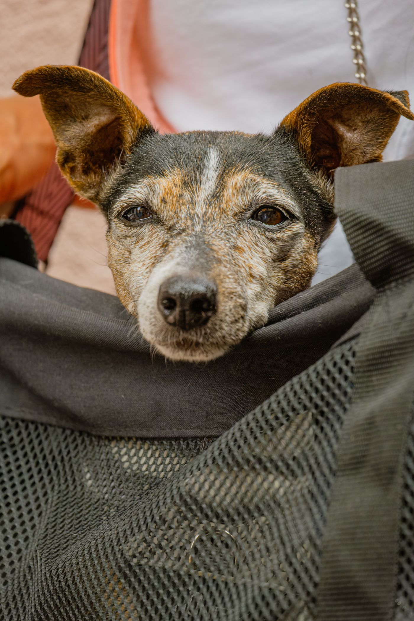 Cachorro de pequeno porte acomodado em bolsa de transporte com tela de ventilação, pronto para viagem.