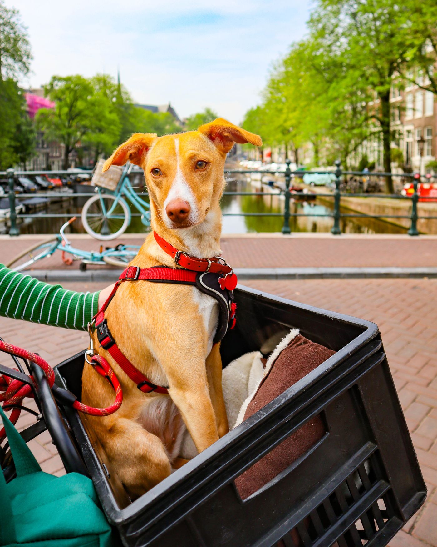 Cão passeia em cesta de bicicleta diante de um canal europeu — a vida que espera o pet do outro lado da fronteira.