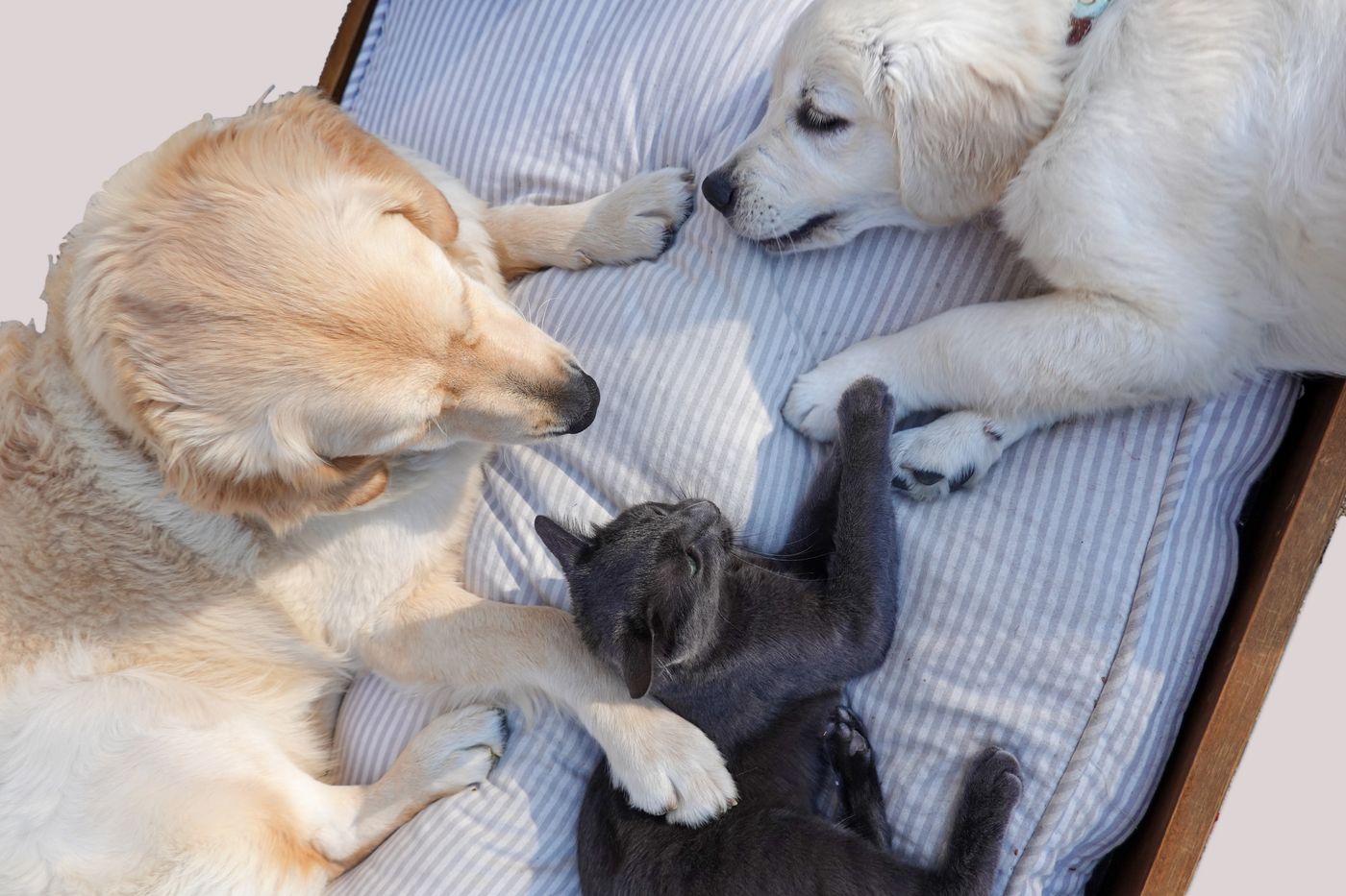 Dois Golden Retrievers e um gato deitados juntos — os pacientes que a Interpet prepara para cruzar fronteiras.