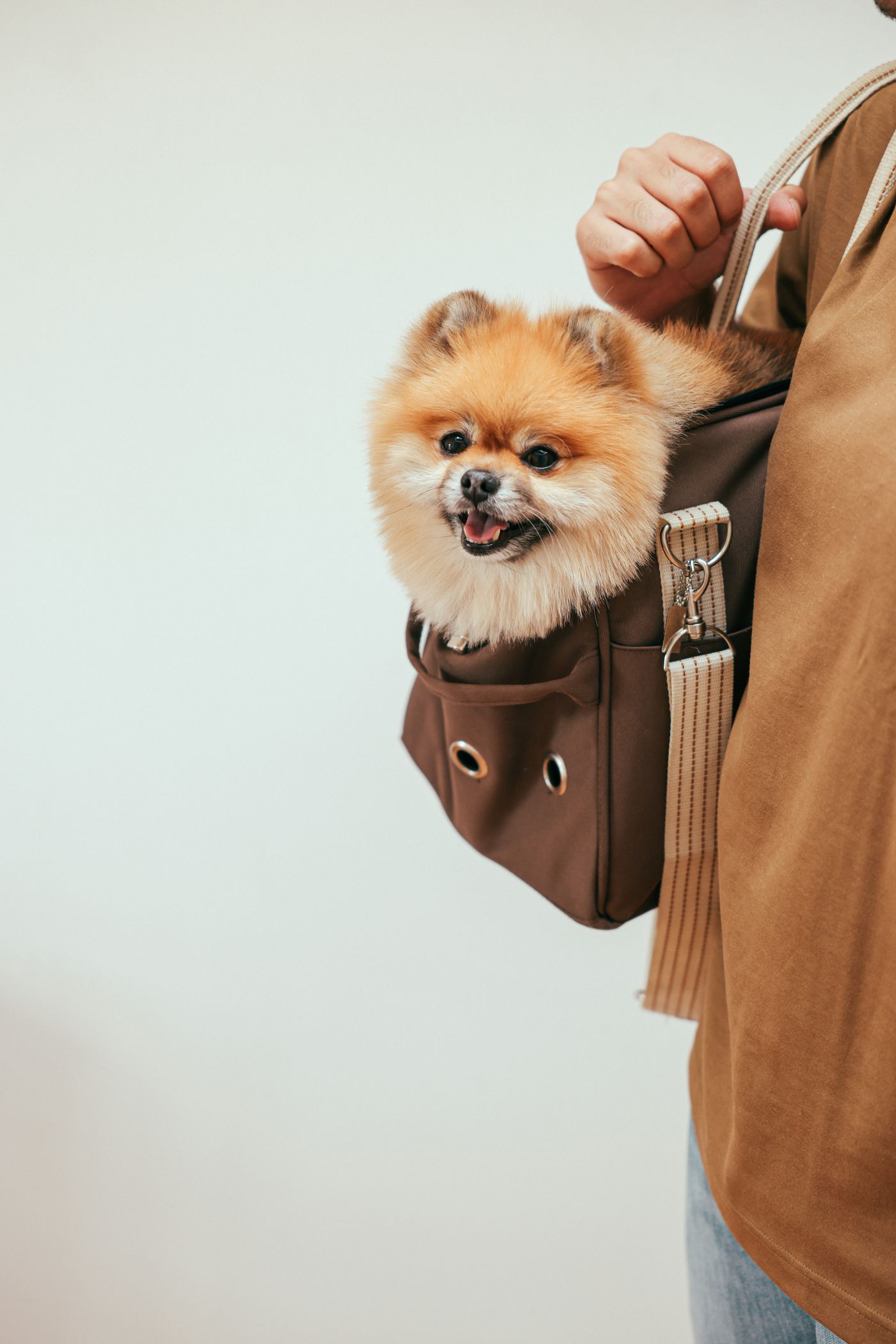 Cão da raça Spitz Alemão em bolsa de transporte no ombro do tutor, no padrão aceito em cabine de avião.