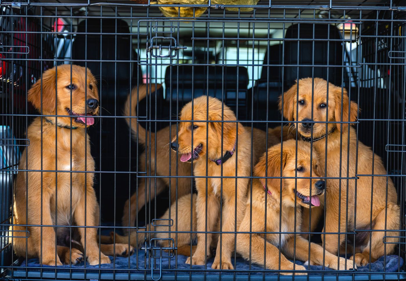 Quatro filhotes de Golden Retriever em caixa de transporte presa no porta-malas do carro — transporte seguro em viagem nacional.
