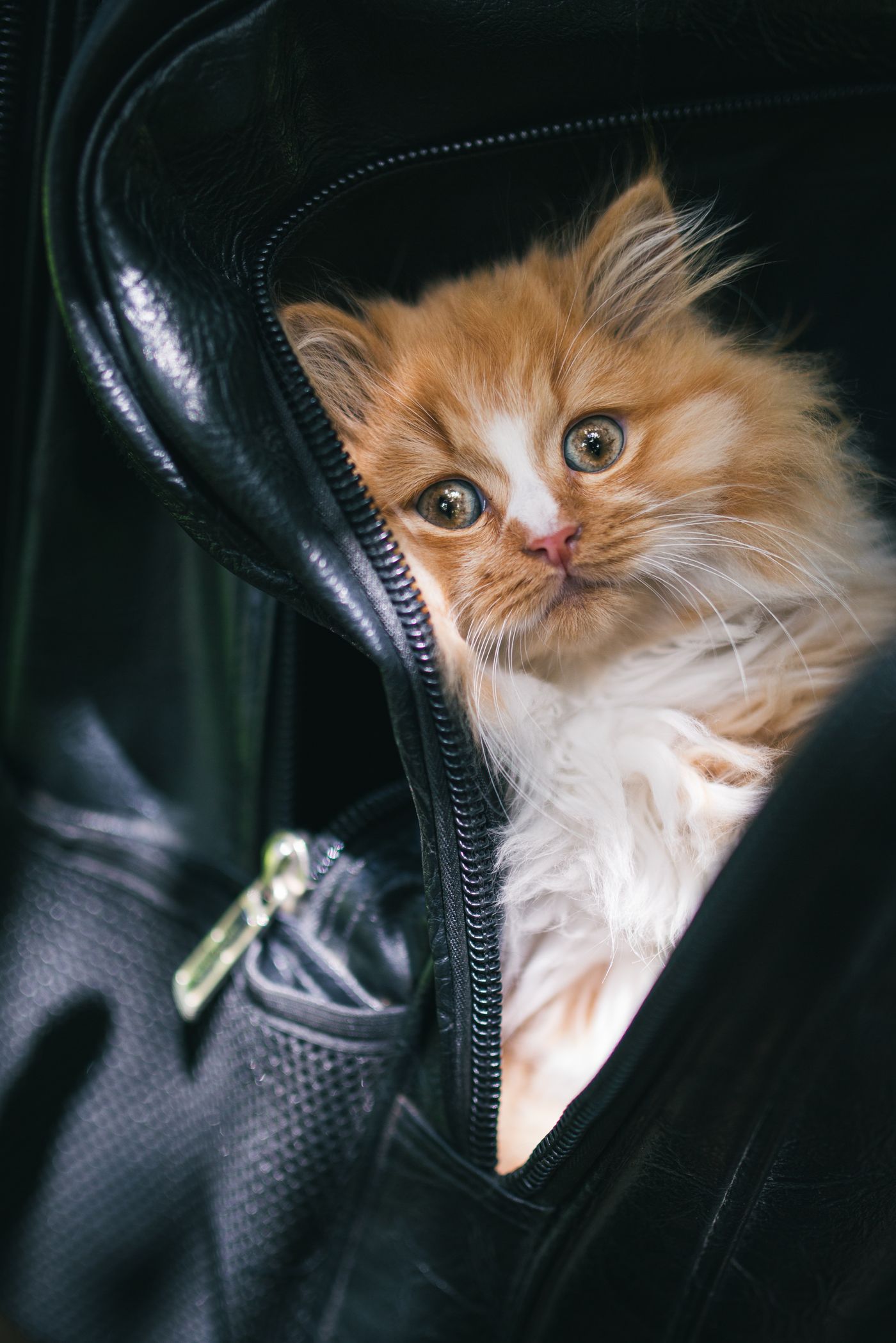 Filhote de gato persa dentro de bolsa de transporte com ventilação, preparado para embarque.