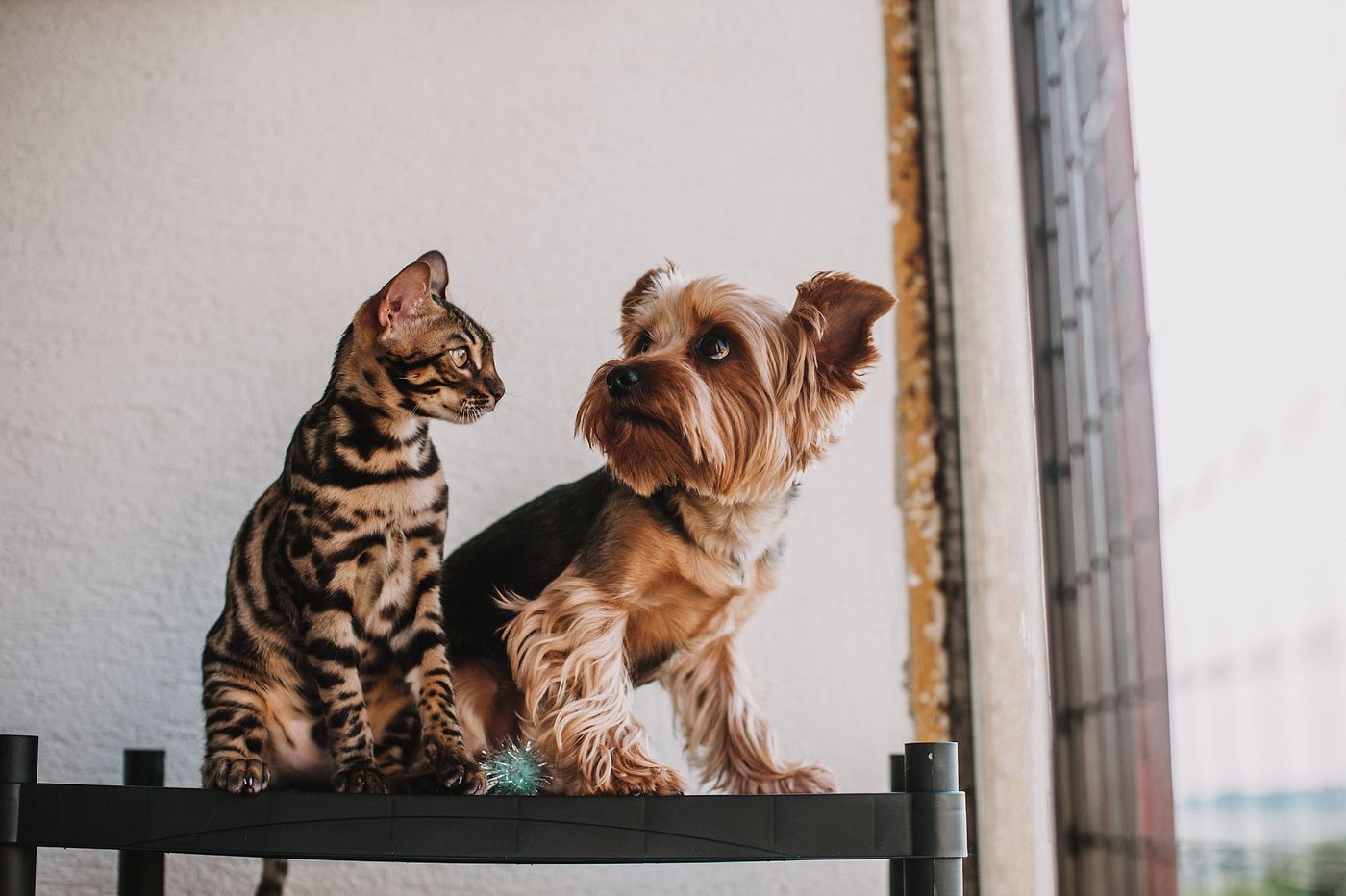 Gato e cachorro lado a lado olhando pela janela — prontos para a próxima viagem