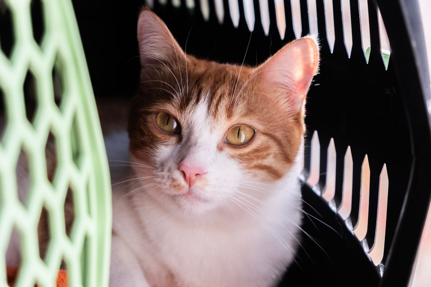 Gato laranja e branco em caixa de transporte rígida — preparação para viagem aos Estados Unidos.
