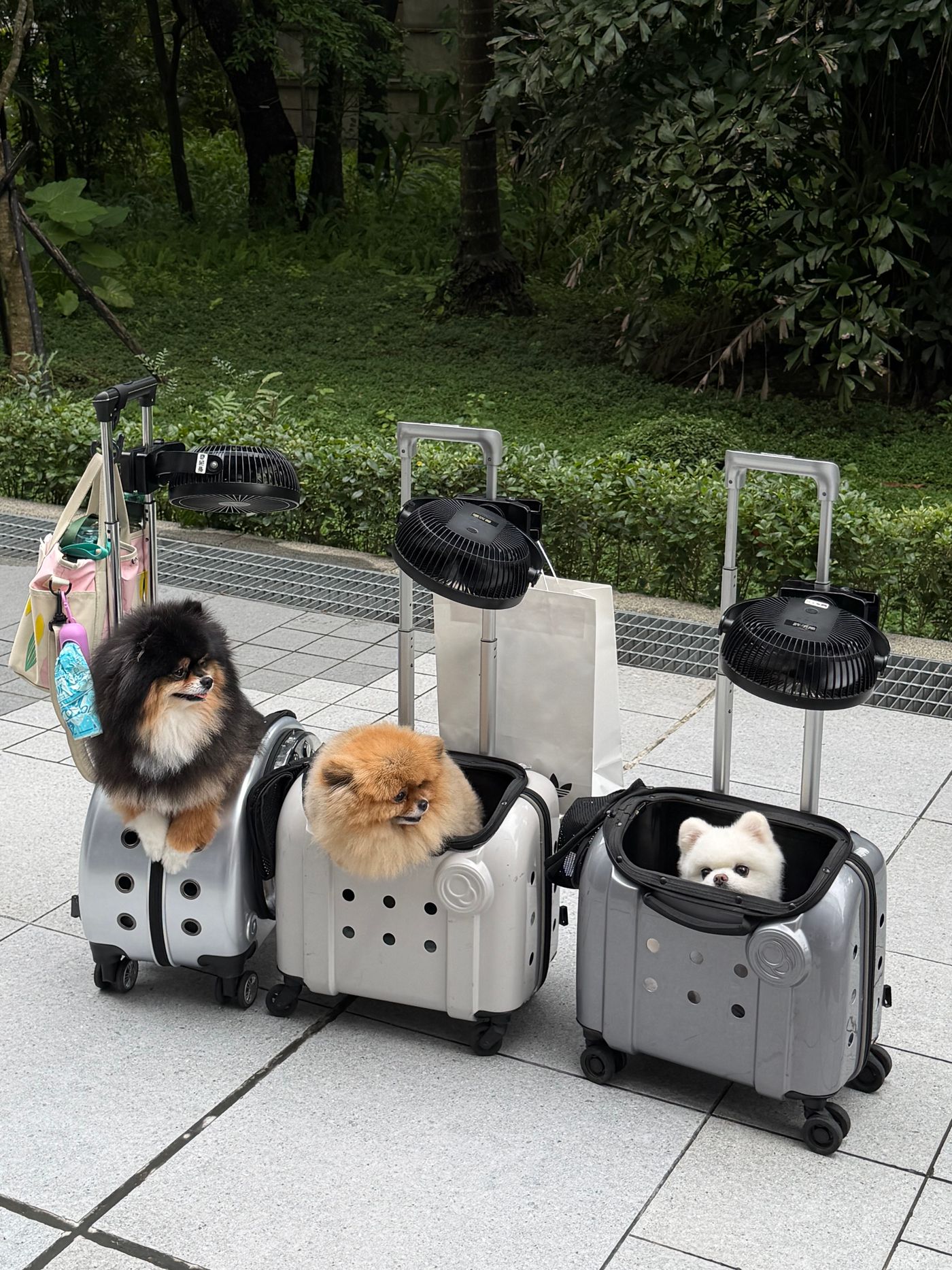 Três cães da raça Spitz em malas de transporte com rodinhas e ventiladores — casos com múltiplos animais são a especialidade do nível Concierge.