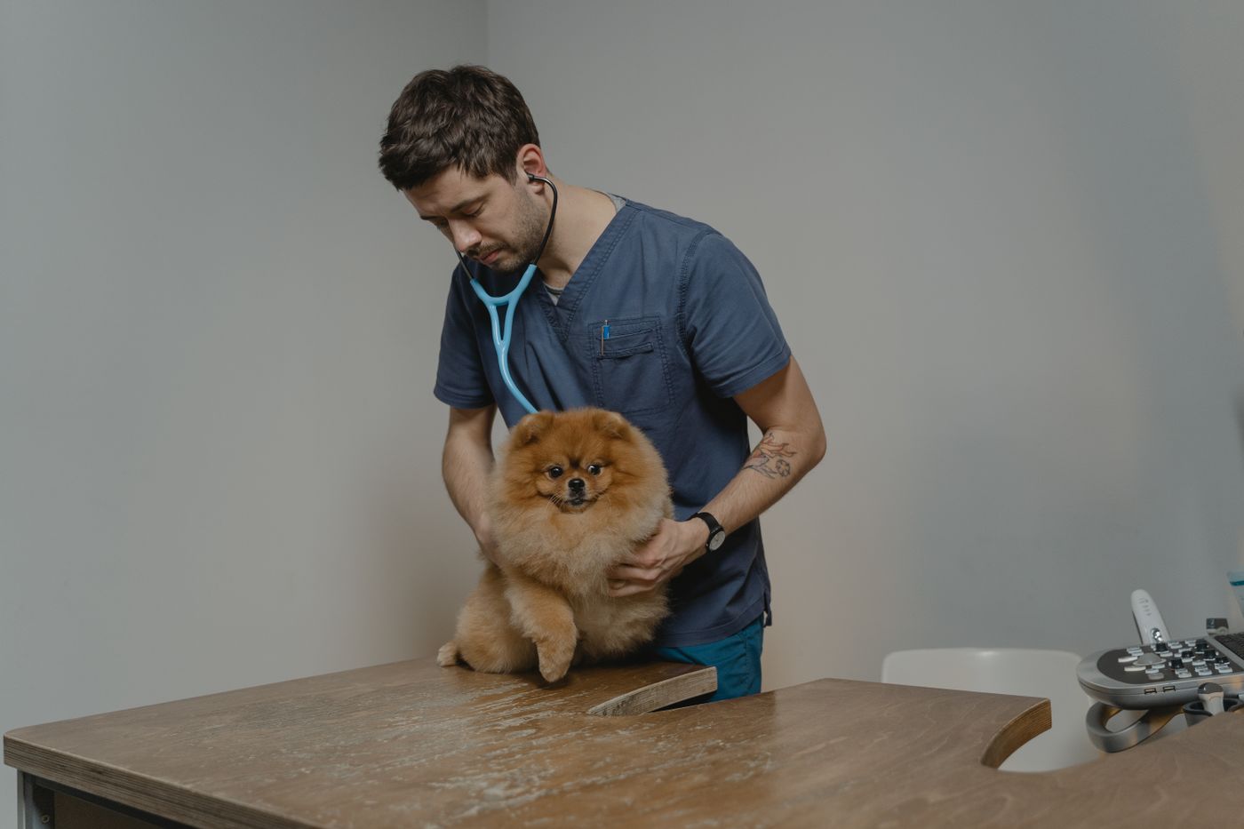 Médica-veterinária examina cachorro com estetoscópio — o exame clínico até 10 dias antes da emissão é uma das três janelas da entrada no Brasil.