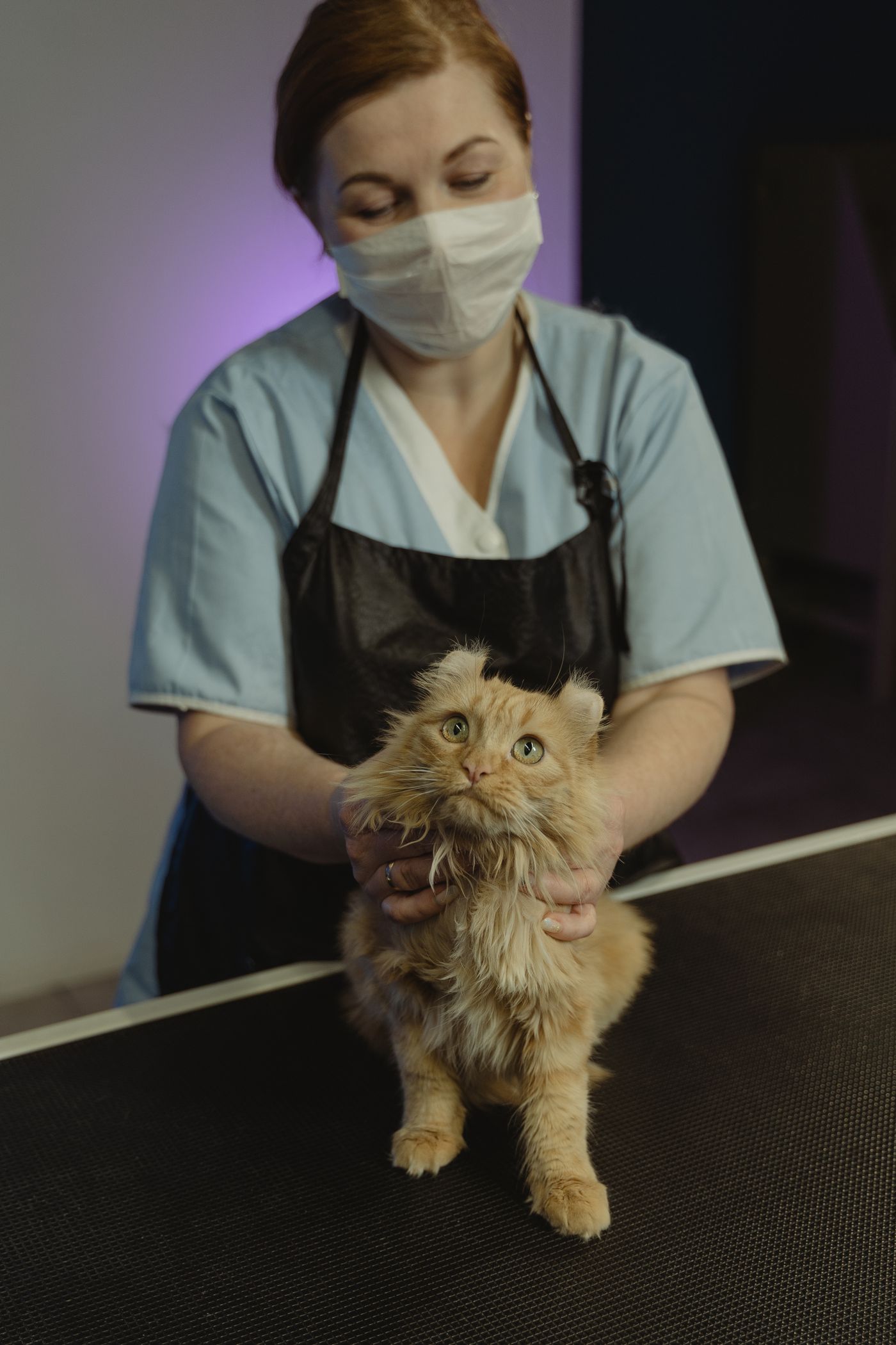 Médica-veterinária de máscara segura um gato durante atendimento clínico — os atos presenciais acontecem na cidade do tutor, no prazo certo do cronograma.