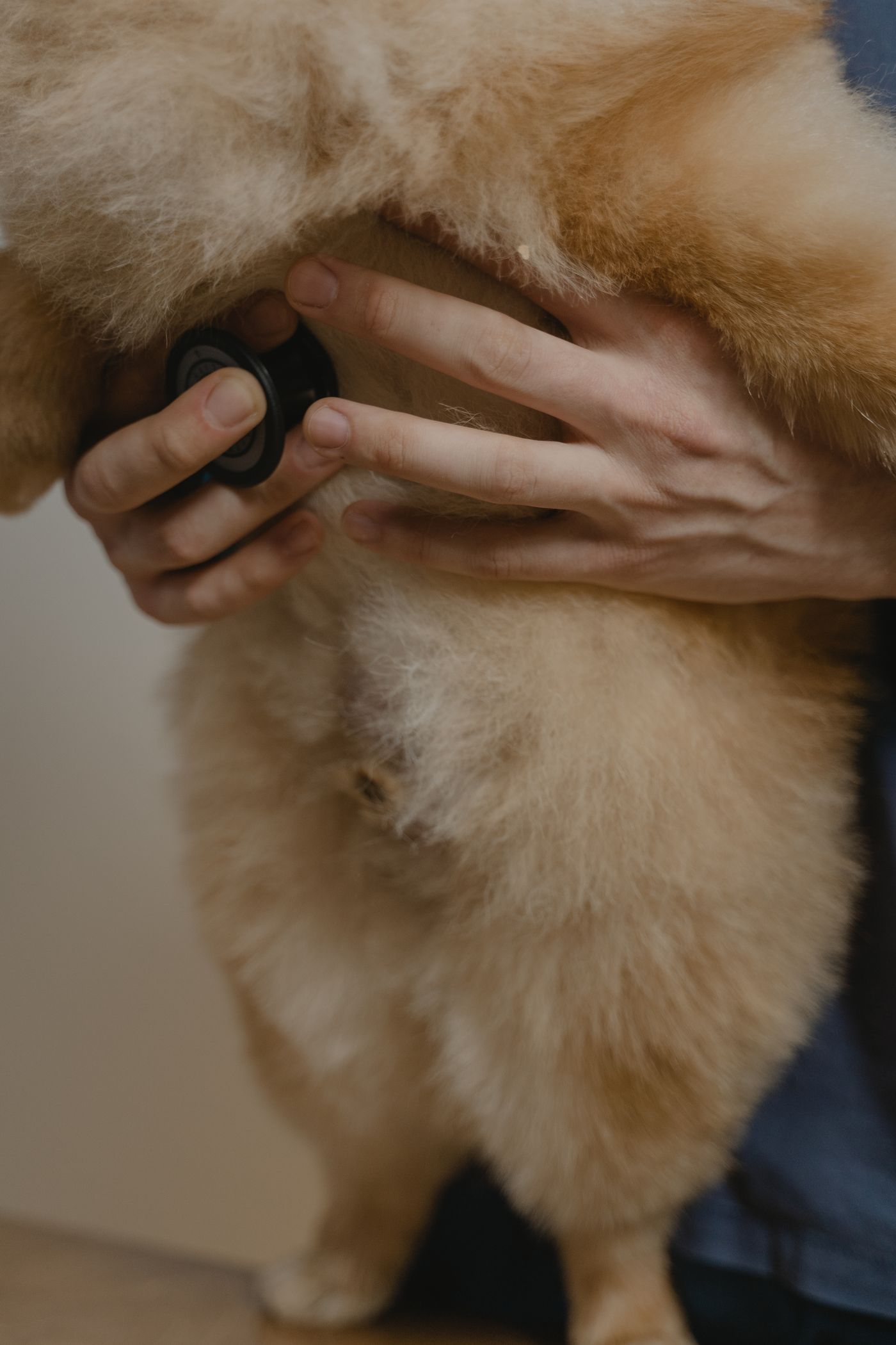 Médico-veterinário ausculta um cão com estetoscópio — o exame clínico é etapa obrigatória da documentação de viagem.