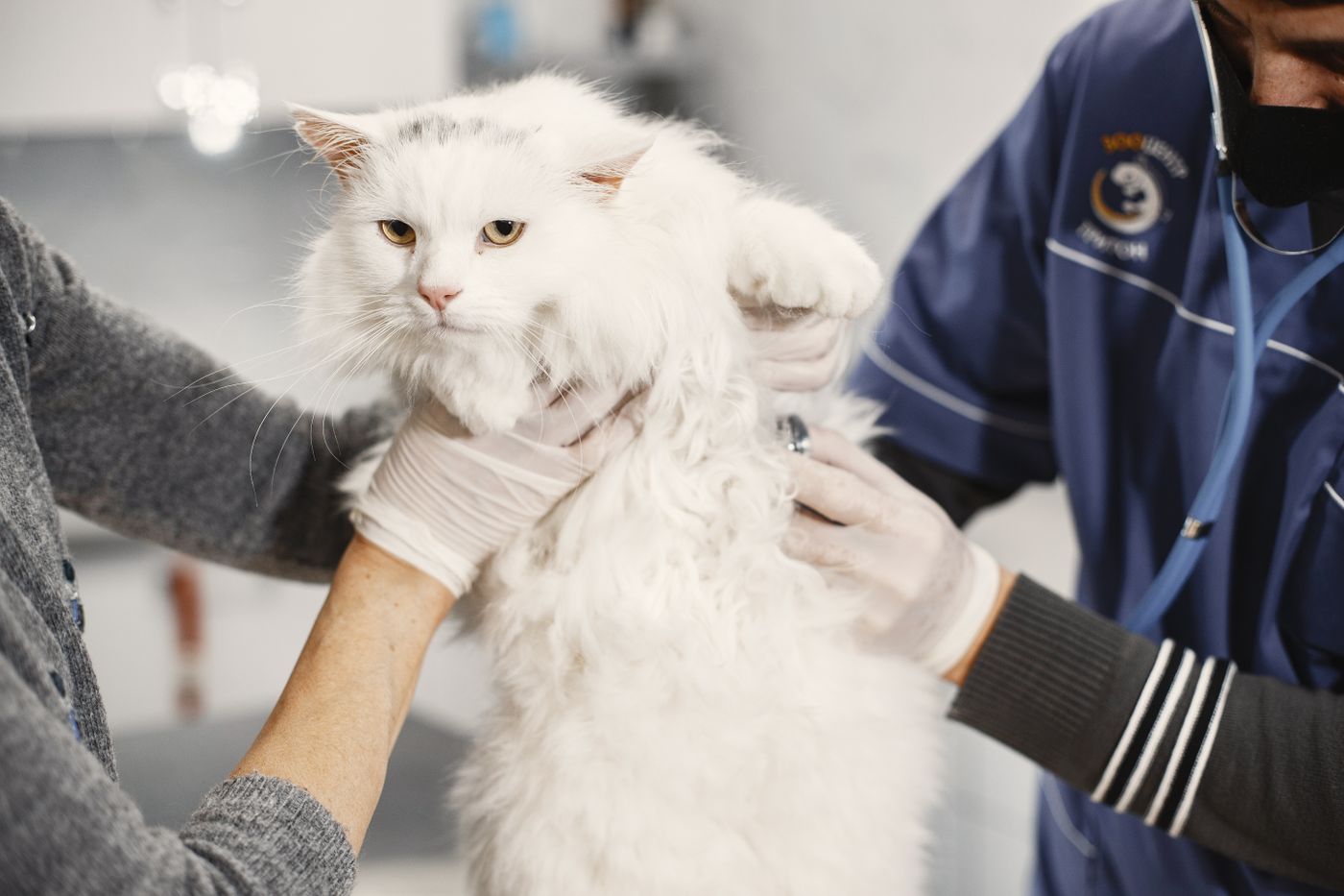 Gato branco de pelo longo é examinado por médico-veterinário — a documentação do gato exige as mesmas etapas clínicas da do cão.